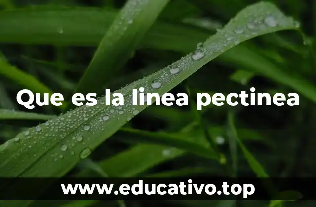 Que es la linea pectinea