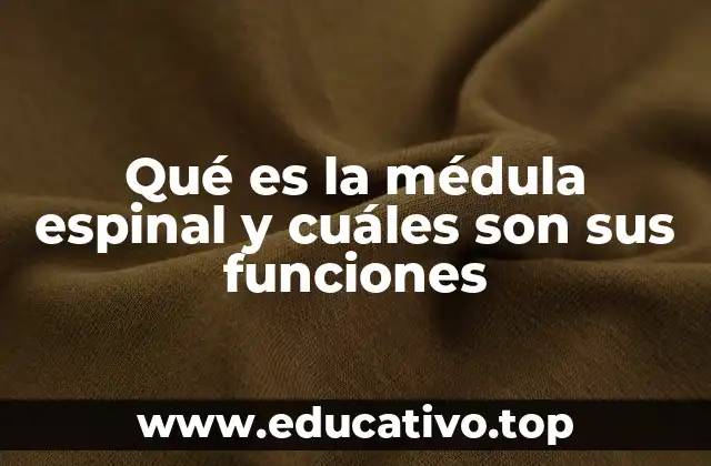 Qué es la médula espinal y cuáles son sus funciones