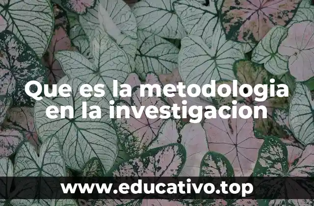 Que es la metodologia en la investigacion