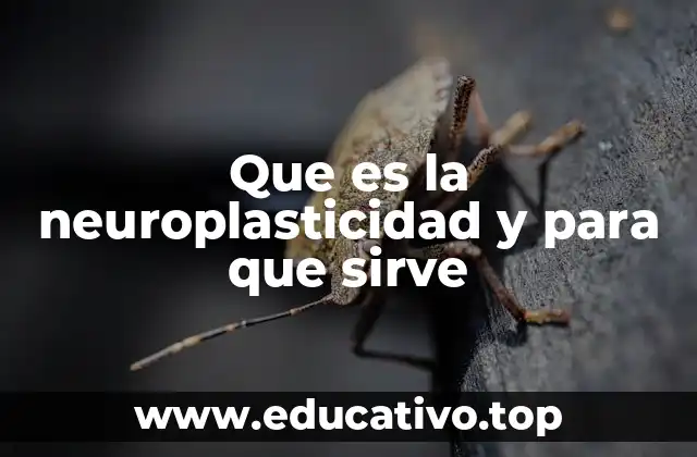 Que es la neuroplasticidad y para que sirve