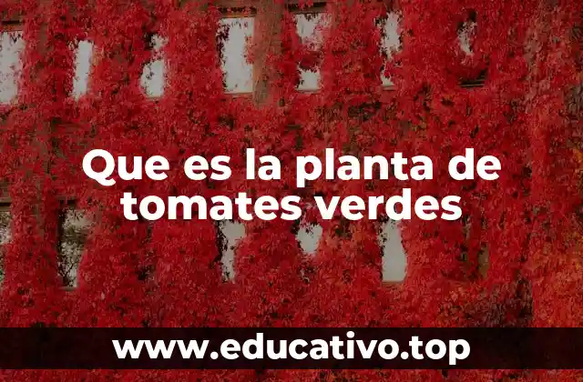 Que es la planta de tomates verdes