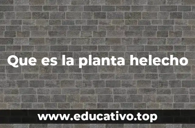 Que es la planta helecho