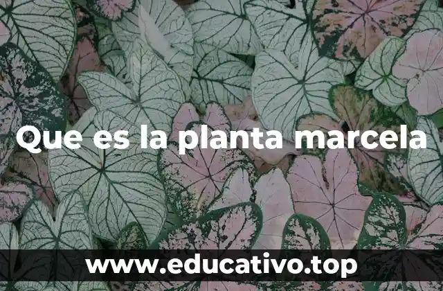 Que es la planta marcela