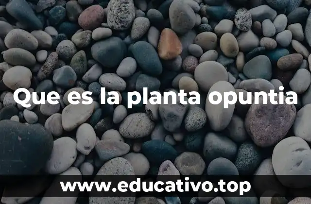 Que es la planta opuntia