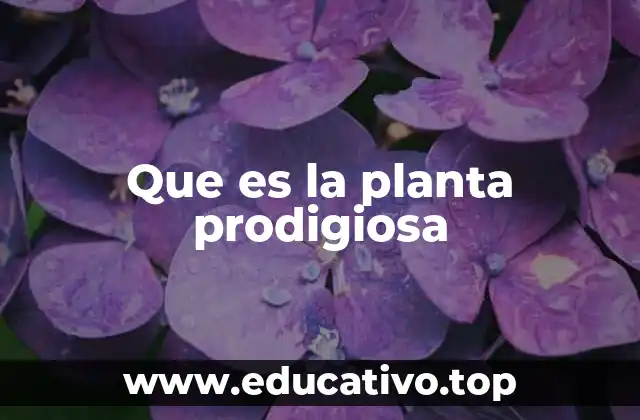 Que es la planta prodigiosa