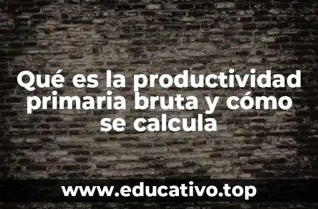 Qué es la productividad primaria bruta y cómo se calcula