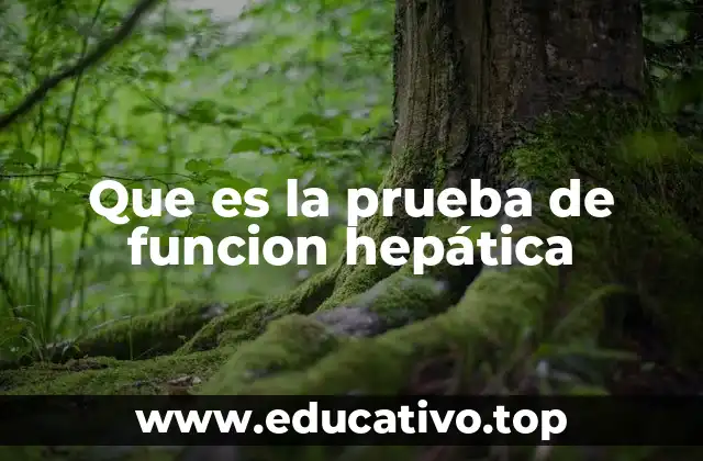 Que es la prueba de funcion hepática