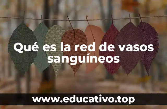 Qué es la red de vasos sanguíneos