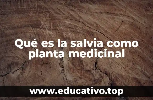 Qué es la salvia como planta medicinal