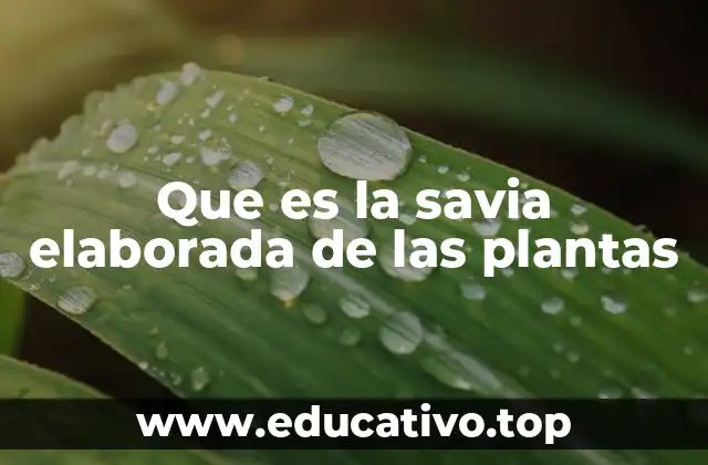 Que es la savia elaborada de las plantas