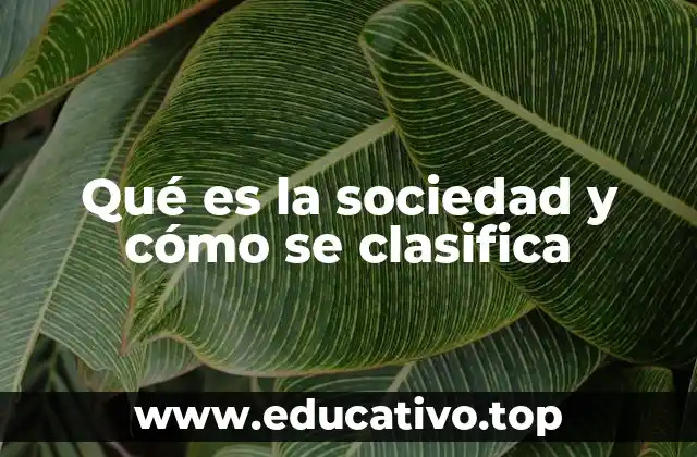 Qué es la sociedad y cómo se clasifica