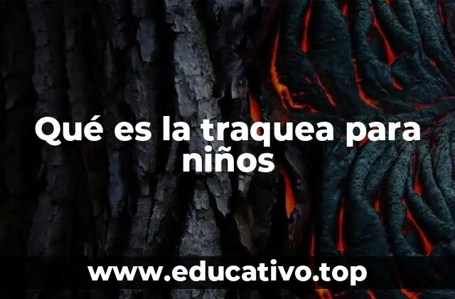 El camino del aire hasta los pulmones