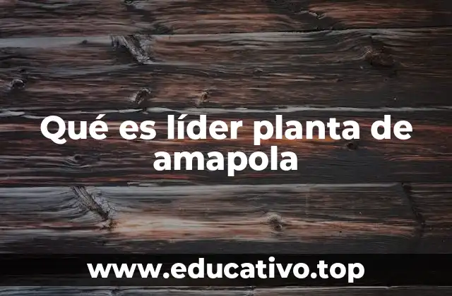 Qué es líder planta de amapola