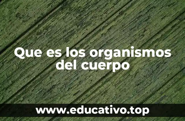Cómo están organizadas las estructuras del cuerpo humano