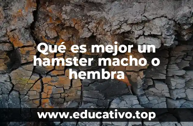 Características que debes conocer antes de elegir un hamster