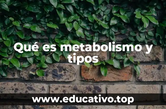 Cómo el metabolismo impacta en la salud y el peso corporal