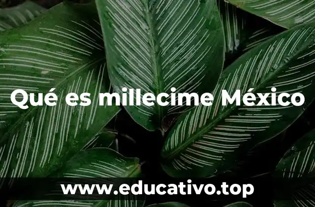 Qué es millecime México