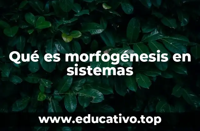 Qué es morfogénesis en sistemas
