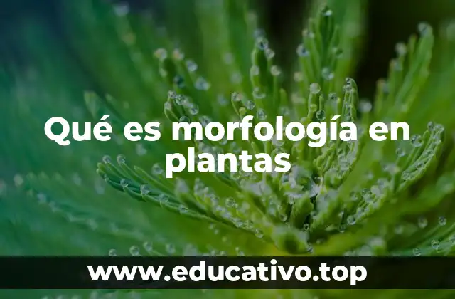 Qué es morfología en plantas