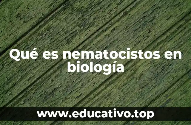 Funcionamiento de los nematocistos en los cnidarios