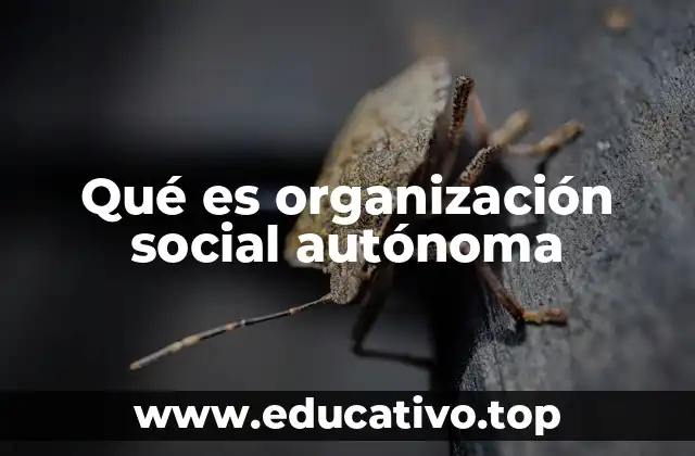 Qué es organización social autónoma