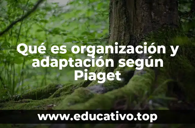 Qué es organización y adaptación según Piaget