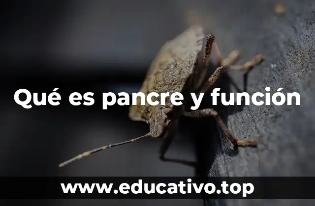 Qué es pancre y función