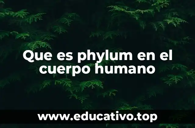 Que es phylum en el cuerpo humano