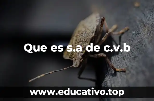 Las diferencias entre una sociedad anónima y otras formas de empresa