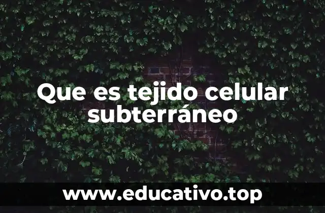 Estructura y función de los tejidos subterráneos en la botánica