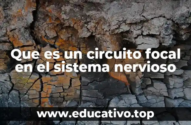 Que es un circuito focal en el sistema nervioso