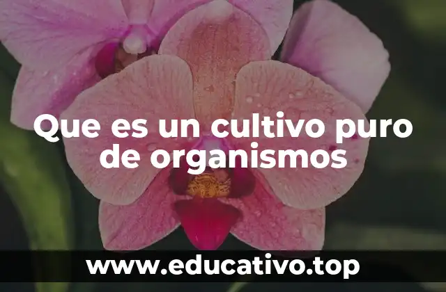 Que es un cultivo puro de organismos