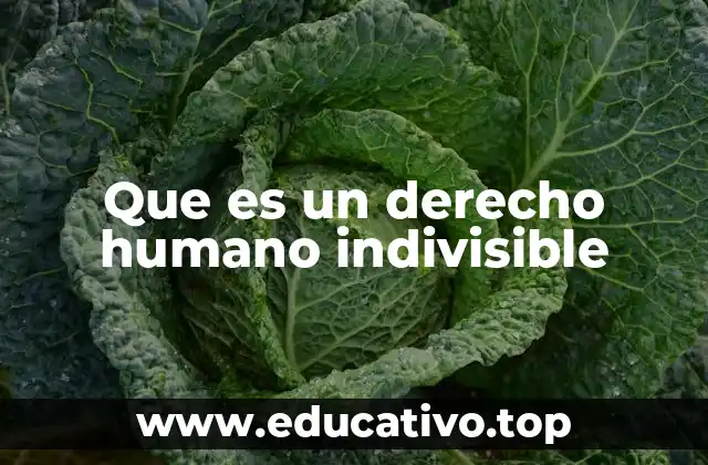 Que es un derecho humano indivisible
