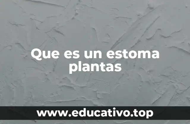 Que es un estoma plantas