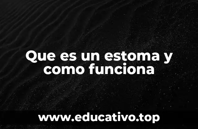 Que es un estoma y como funciona