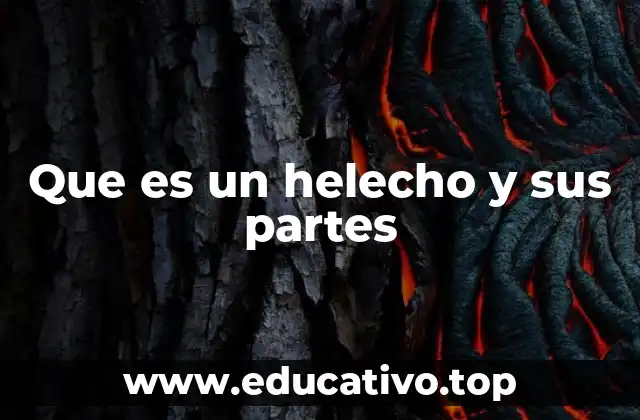 Que es un helecho y sus partes