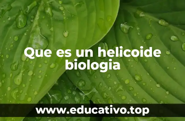 Que es un helicoide biologia