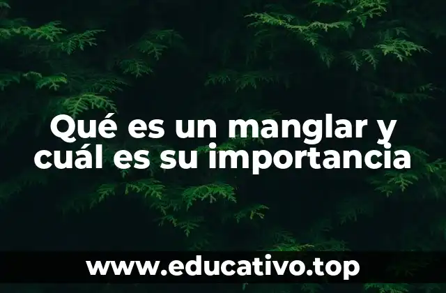 La relación entre los manglares y la vida marina