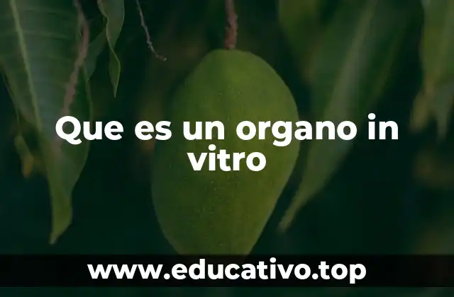 Que es un organo in vitro