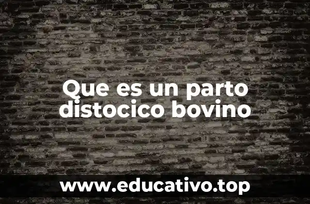 Que es un parto distocico bovino