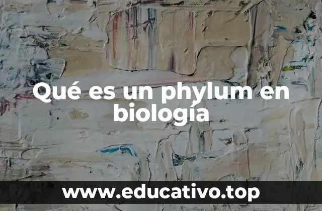 Qué es un phylum en biología