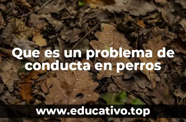 Cómo identificar comportamientos inadecuados en perros
