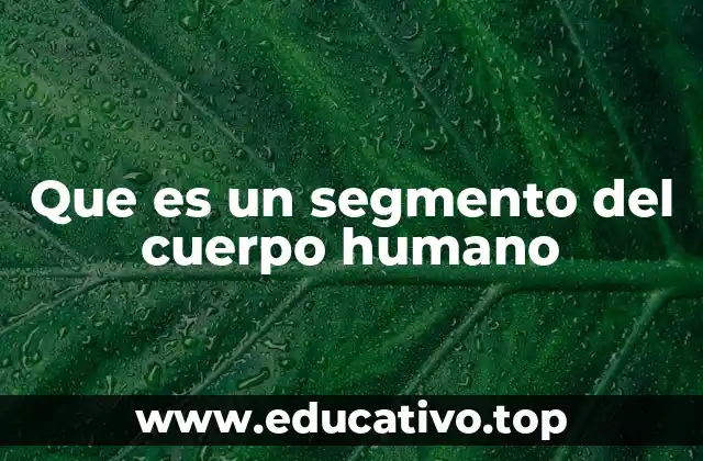 Que es un segmento del cuerpo humano