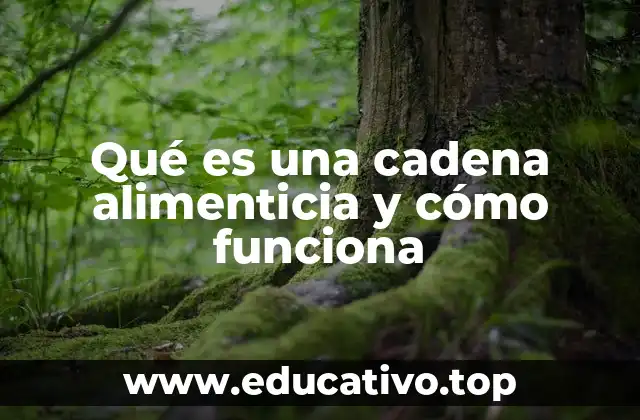 Qué es una cadena alimenticia y cómo funciona