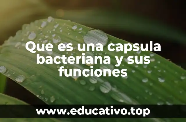 Que es una capsula bacteriana y sus funciones
