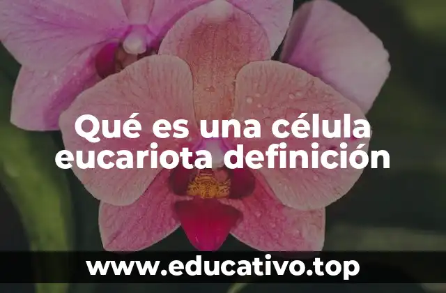 Características que distinguen a las células eucariotas
