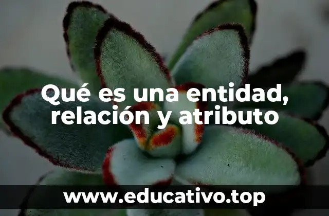 Cómo se utilizan las entidades, relaciones y atributos en la modelación de datos