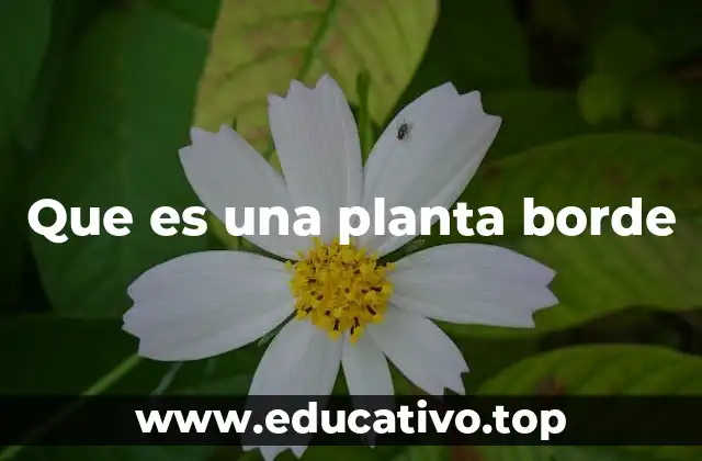 Que es una planta borde