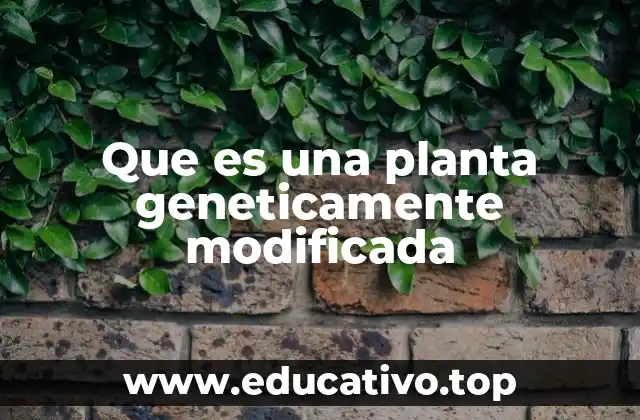Que es una planta geneticamente modificada