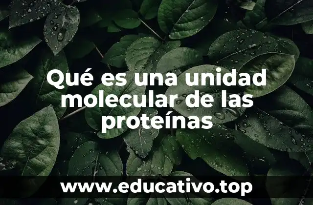 Qué es una unidad molecular de las proteínas